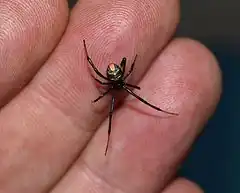 Description de l'image Juvenile black button spider (Latrodectus renivulvatus).JPG.