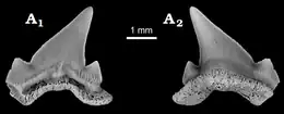 Vue sous deux côtés d'une dent d'un juvénile de Cardabiodon ricki.