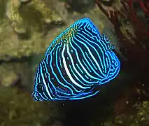 Poisson-ange à croissant juvénile (Pomacanthus maculosus)