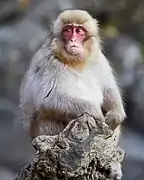 Un autre macaque japonais juvénile.