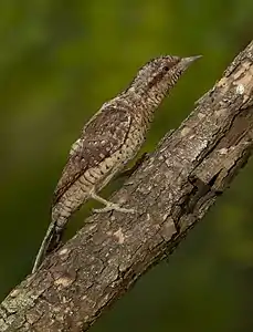 Un torcol fourmilier dans le Parc national Velykyï Louh, Ukraine. Aout 2014..