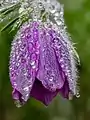 Fleur d'une anémone pulsatille avec quelques gouttes d'eau.