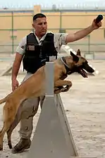 Force de sécurité K-9 de la Navy à l'entraînement.