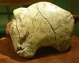 Morceau d'ivoire craquelé rappelant les grands traits d'un mammouth.