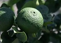 Citrus sphaerocarpa (« Kabosu »)