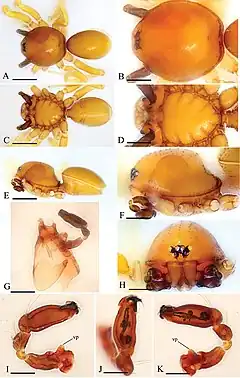 Description de l'image Kachinia putao (10.3897-zookeys.794.29156) Figure 1.jpg.