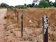 Theba pisana est l'escargot que l'on voit agglutiné en grande quantité sur les tiges herbacées sèches du Midi de la France.