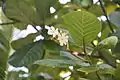 Fleurs de kahāia, nom pa'umotu du Guettarda speciosa