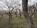 Forêt de pruniers.