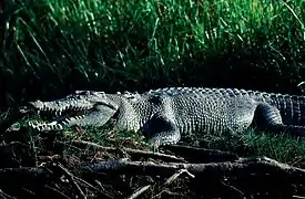 Crocodile de mer dans le Kakadu National Park.