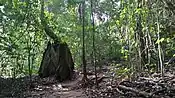 Kakum national park (Ghana)