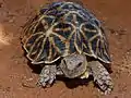 Tortue ocellée (Parc transfrontalier de Kgalagadi, Afrique du sud).