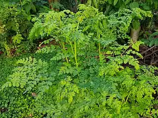 Feuilles de Moringa oleifera.