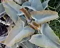 Feuilles triangulaires, Jardin du Luxembourg (Paris)