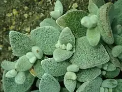 Description de l'image Kalanchoe eriophylla 2019-12-13 6252.jpg.