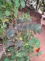 Avec une fleur de Tropaeolum majus de la variété grenat.