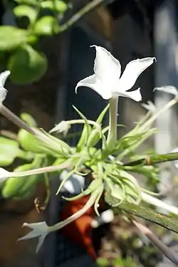 Kalanchoe schimperiana (de) (Crassulaceae).