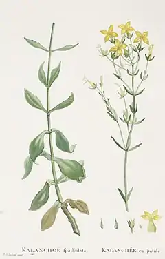 Description de l'image Kalanchoe spathulata Candolle-Plantarum Historia Succulentarum-Band2-Tafel65.jpg.