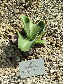 Description de l'image Kalanchoe tetraphylla - Botanischer Garten München-Nymphenburg - DSC08100.JPG.