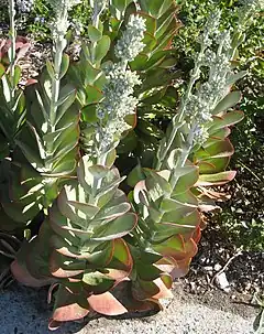 Description de l'image Kalanchoe thrysiflora.jpg.