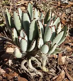 Description de l'image Kalanchoe tomentosa, in rotstuin, Waterberg.jpg.