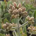 Inflorescence en boutons, Californie