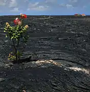 ʻŌhiʻa sur une coulée de lave à Kalapana.