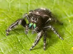 L'araignée sauteuse Phidippus audax présente des chélicères aux reflets métalliques. Ses pédipalpes sont aussi visibles.