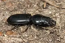 Carabe à grosse tête (Scarites subterraneus).