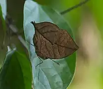 Kallima inachus, ailes fermées, Asie