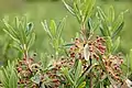 Kalmia à feuilles étroites