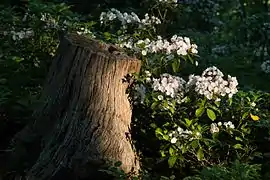 Kalmia latifolia (Magnoliophyta, plantes à fleurs)