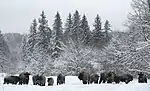 Kaluzhskiye Zaseki Zapovednik