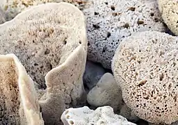 Endosquelettes d'éponges de mer