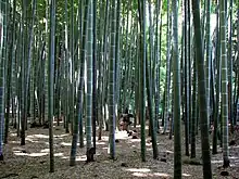 Bosquet de bambous mōsō