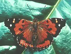 Vanessa tameamea