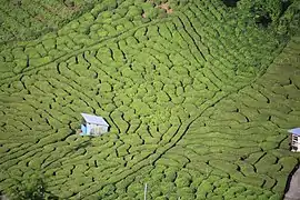 Plantation Kamigare à Ibigawa, préfecture de Gifu.