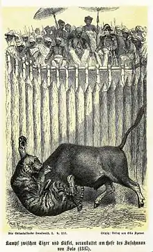 Illustration montrant un tigre enfourché par un buffle domestique dans une arène avec des spectateurs au-dessus.
