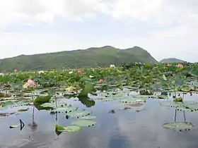  L'étendue d'eau est encombrée de lotus. À l'arrière plan on distingue une montagne