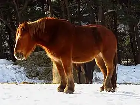 Kandachime alezan dans la neige