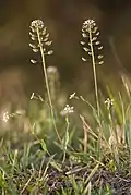 Aethionema carneum