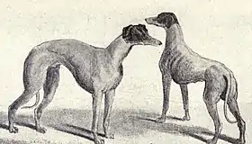 Deux lévriers australiens en 1915  (W.E. Mason - Dogs of all Nations)