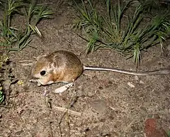 Description de l'image Kangaroo mouse.jpg.