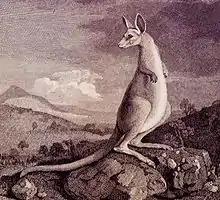 Kangourou près de la rivière Endeavour (nord Queensland, Australie), 1770
