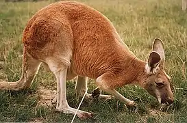 Kangourou roux broutant de l'herbe.