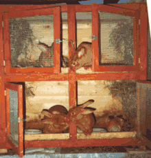 Sorte d'armoire en bois à étages, peinte en rouge et aux portes grillagées, contenant des lapins roux
