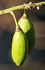 Fruit de Kapok à Kolkata