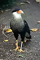 Caracara huppé (Caracara plancus)