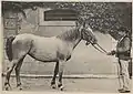 Photo noir et blanc d'un cheval tenu par un homme, vus de profil.