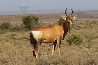 Bubale caama au Parc national du Karoo, en Afrique du Sud.